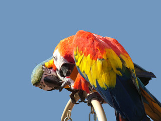 love birds sharing a candy