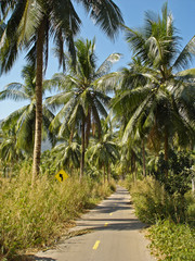 palm road