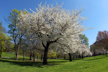 blooming tree in the park