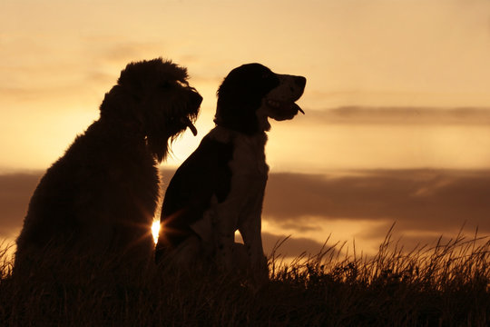 dog friends at sunset