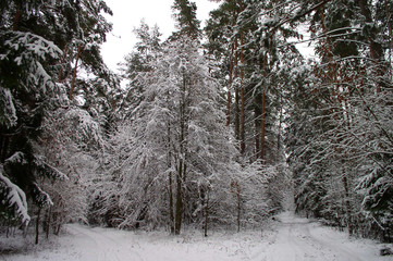 winter scene