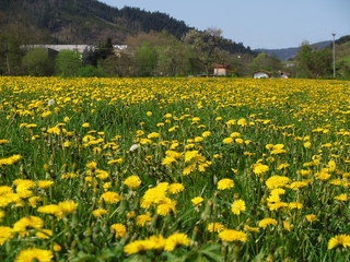 flores amarillas en la pradera