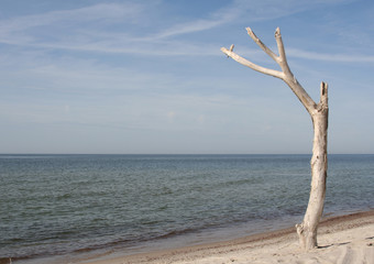 a tree at the beach