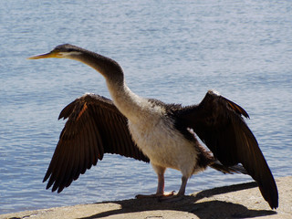 bird drying feathers