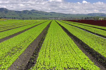 lettuce field landscape