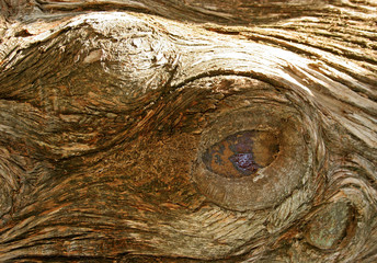 bark of a tree - obrazy, fototapety, plakaty