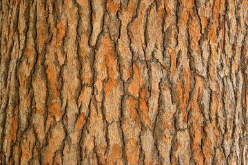 bark of a tree - obrazy, fototapety, plakaty