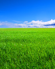 grassy field