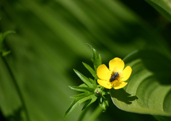 payson lake wildflower #1