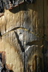 worm wood