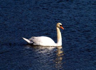 mute swan