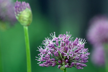 purple flowers #1