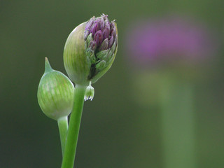 an awakening flower