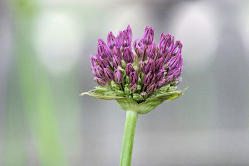 a blossoming flower