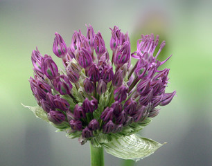 an opening blossom