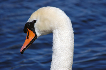 schwan