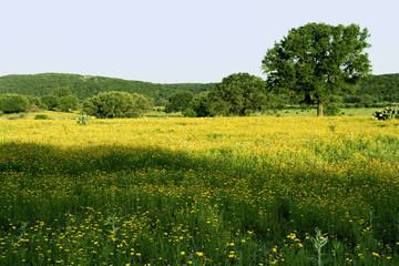 texas hill country pasture