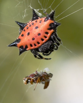 Spinybacked Orbweaver