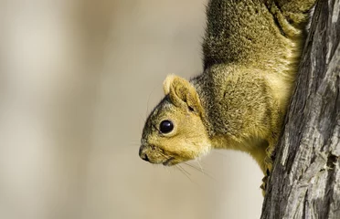 Gordijnen hill country squirrel © Paul Wolf