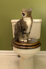 Cat on toilet seat - 532788