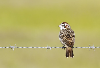 lark sparrow on barbed wire