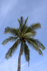 Fototapeta na wymiar drzewo palmowe