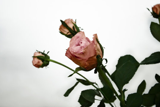 bunch of pink roses - isolated