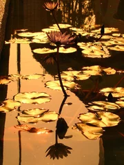 Papier Peint photo Lavable fleur de lotus golden lotus pond