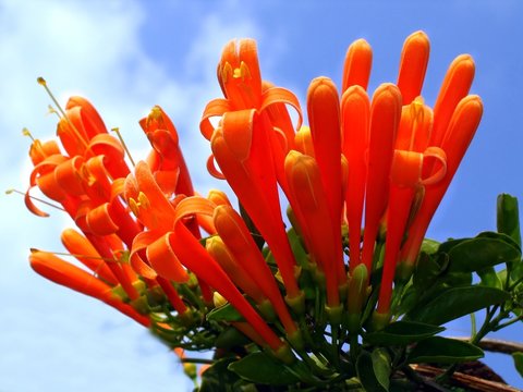 Orange Honeysuckle (lonicera Ciliosa)