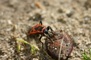 gendarme cassant la graine