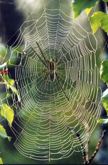 spider and cobweb - 535903
