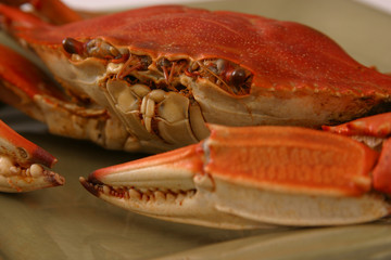 crab closeup