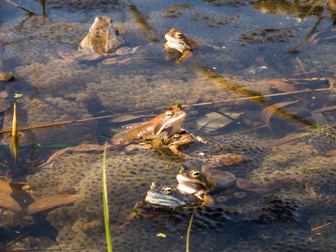 frogs