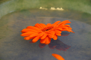 orange flower missing petal in water