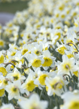 narcis