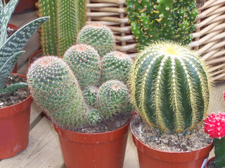 deux cactus