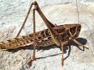 grasshopper