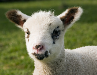 Obraz premium portrait of a lamb