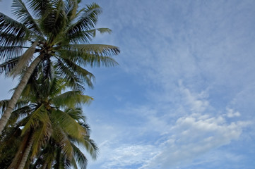 palms and sky background