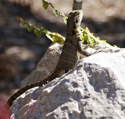 lizard