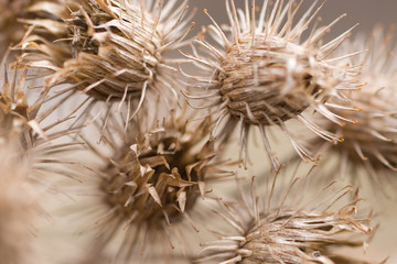 burdock