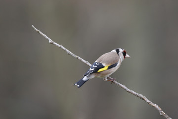 chardonneret élégant.
