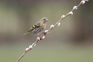 tarin des aulnes femelle.