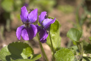 two violet plants