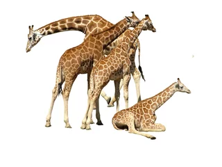Gordijnen giraffe family © chasingmoments