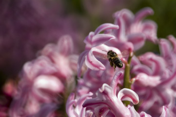 abeille et jacynthe rose