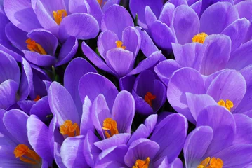 Photo sur Plexiglas Crocus crocus violet