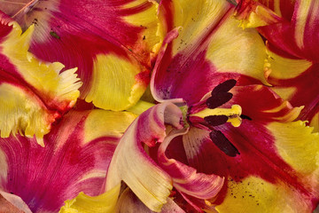 Fototapeta na wymiar tulipe