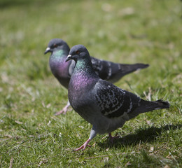 two pigeons