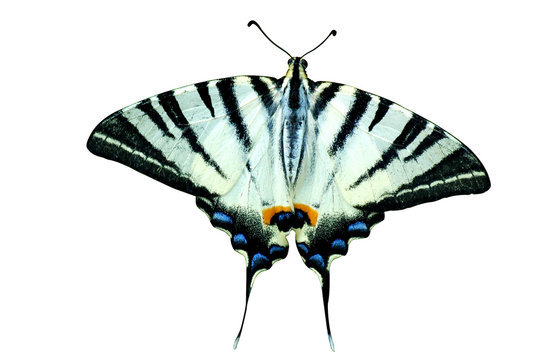 papillon ailes aplat